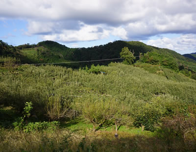梨園
